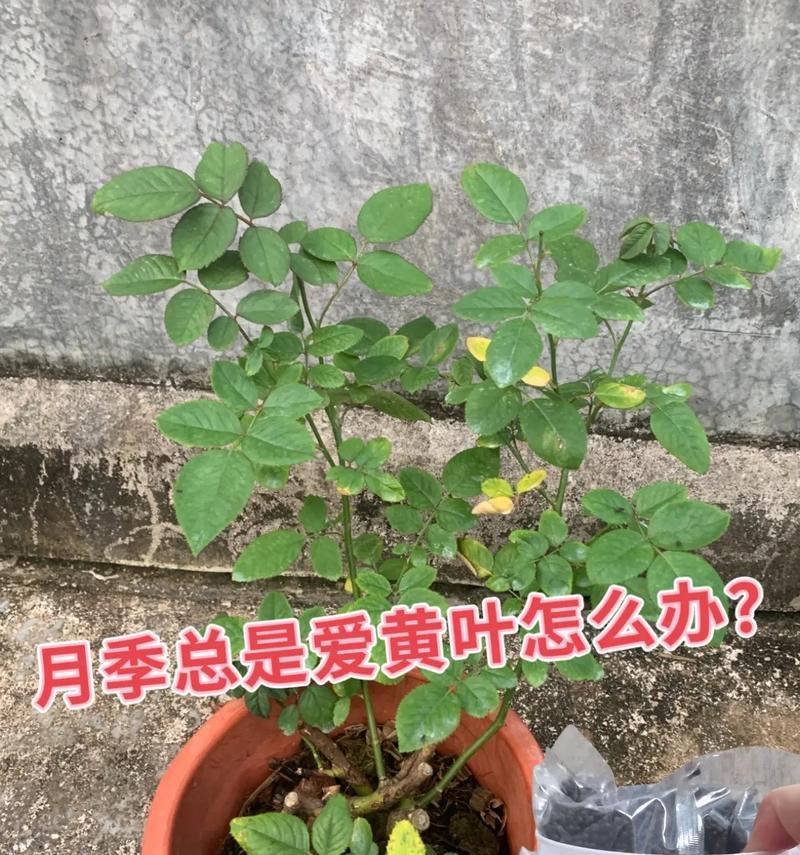 玫瑰花黄叶的原因是什么？出现黄叶后应如何处理？