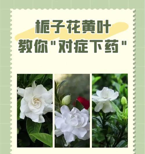 玫瑰花黄叶的原因是什么？出现黄叶后应如何处理？