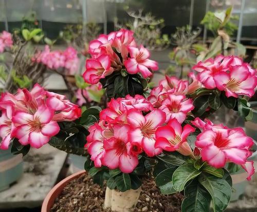 玫瑰花黄叶的原因是什么？出现黄叶后应如何处理？