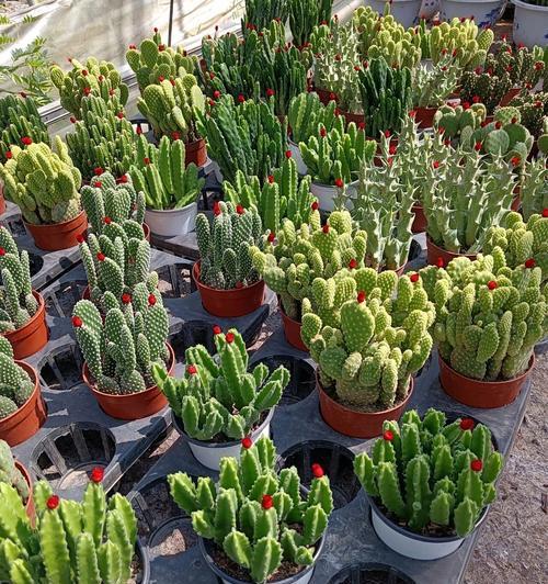 水晶植物仙人掌的养护管理要点？