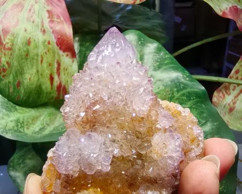 水晶植物仙人掌的养护管理要点？