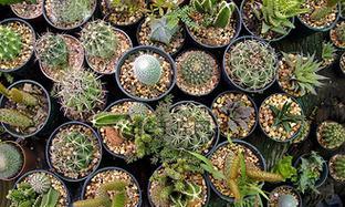 水晶植物仙人掌的养护管理要点？