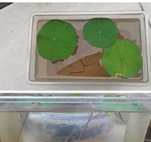 碗莲的花语及其作用有哪些？