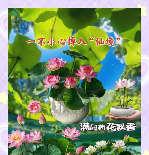 碗莲的花语及其作用有哪些？