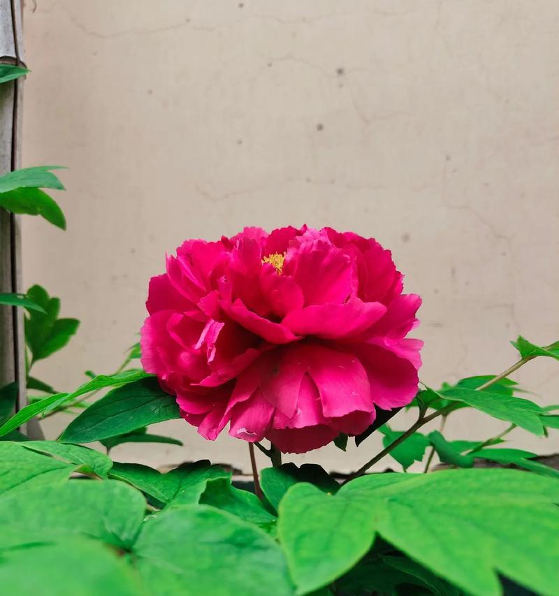 女士戴牡丹花代表什么？牡丹花的花语有哪些含义？