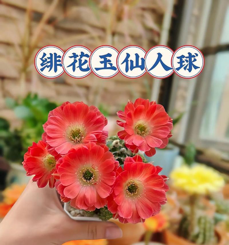 仙人球花寓意与养护技巧？