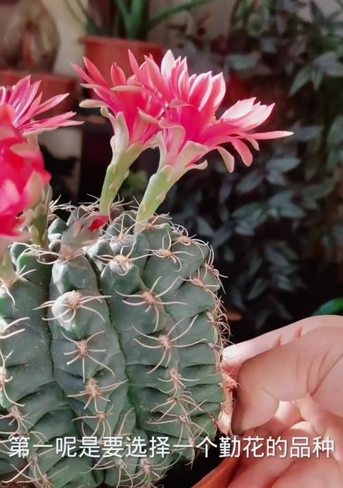 仙人球花寓意与养护技巧？