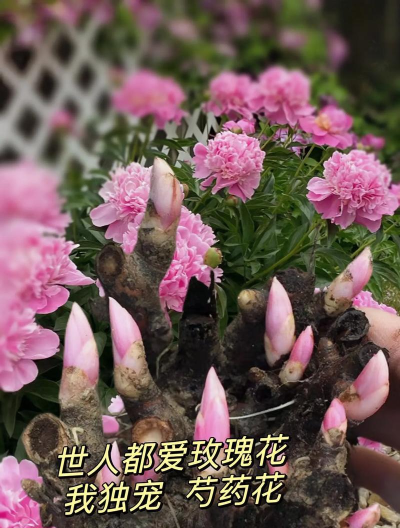 富贵花的花语和寓意是什么？如何正确理解？