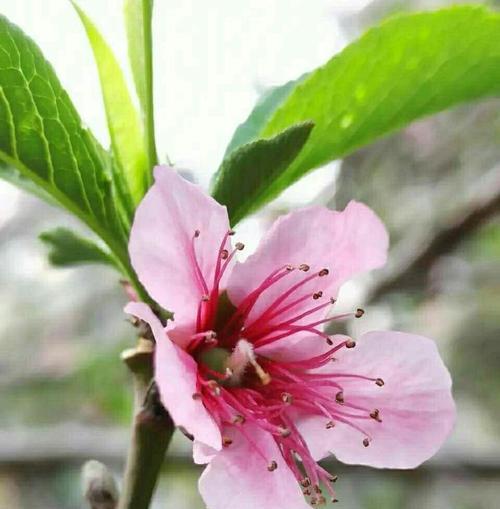 蟠桃花语是什么？它代表了哪些寓意？
