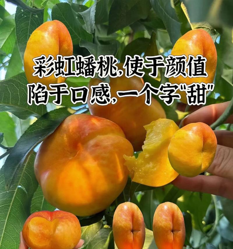 蟠桃花语是什么？它代表了哪些寓意？