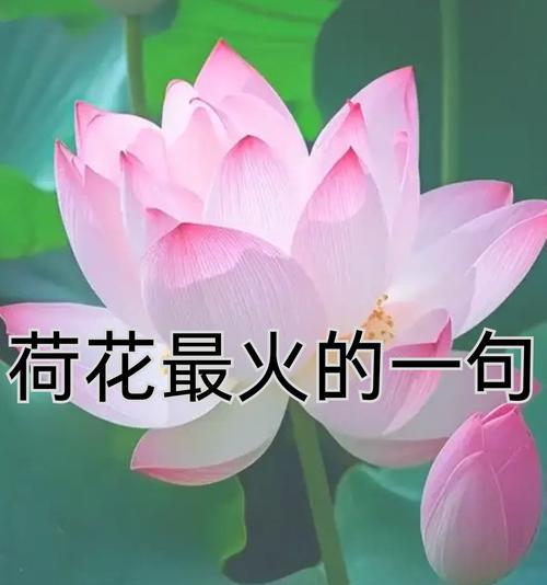 荷花放置有何寓意？它的花语有哪些？