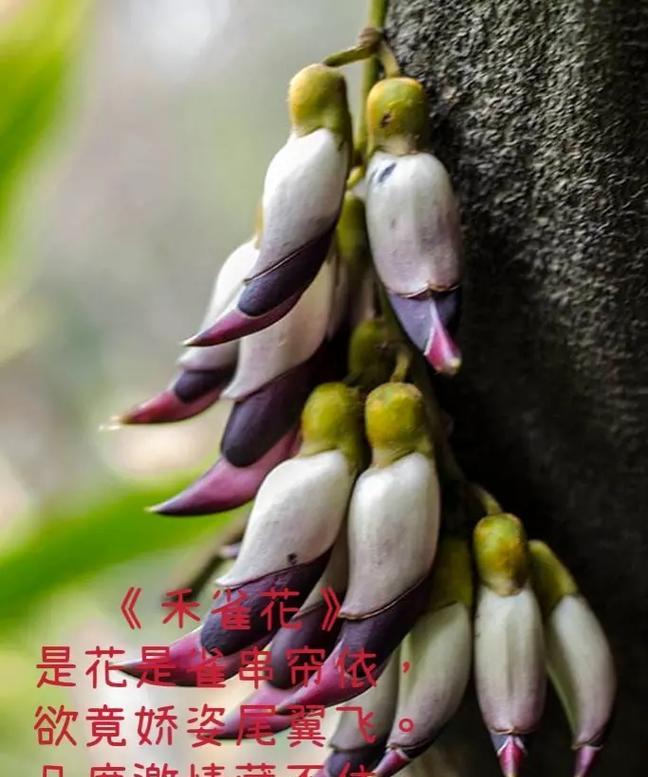 俄罗斯传统花朵的花语有哪些？