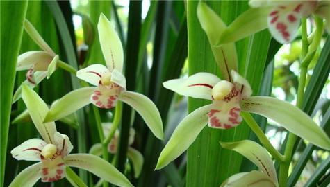 兰花的寓意与花语有何区别？兰花在花语中代表了什么？