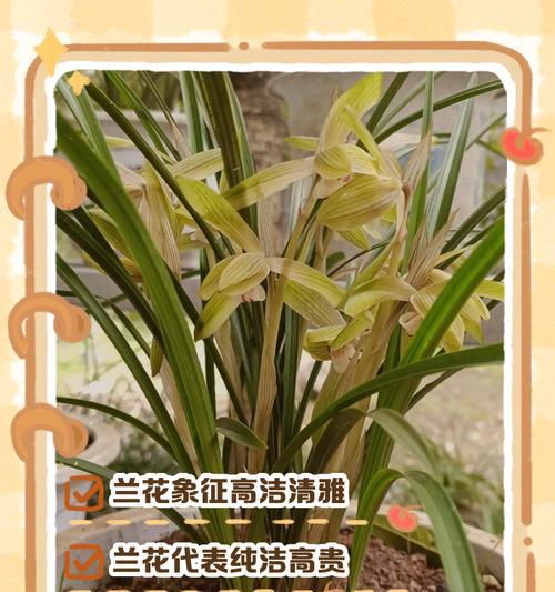 兰花的寓意与花语有何区别？兰花在花语中代表了什么？