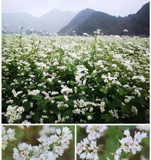 荞麦花的花语是什么？荞麦花的含义是什么？