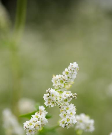荞麦花的花语是什么？荞麦花的含义是什么？