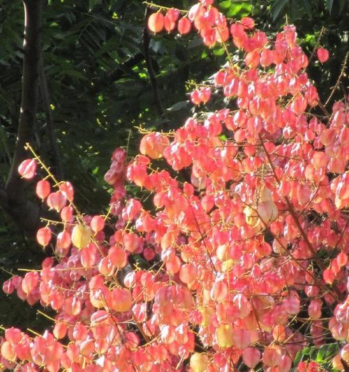 栾树花语和寓意有何新解？