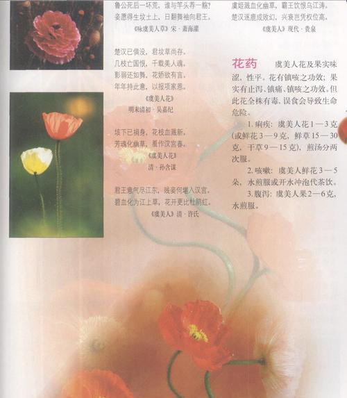 虞美人花的寓意和花语有哪些？
