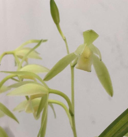 兰花金丝马尾的花语是什么？兰花金丝马尾花语有何独特之处？