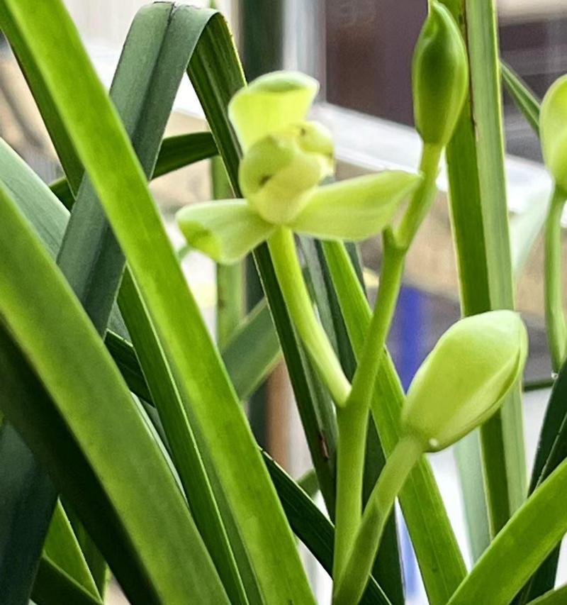 兰花金丝马尾的花语是什么？兰花金丝马尾花语有何独特之处？