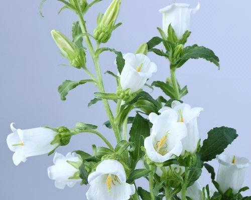 风铃草花语代表什么？如何正确理解风铃草的花语？