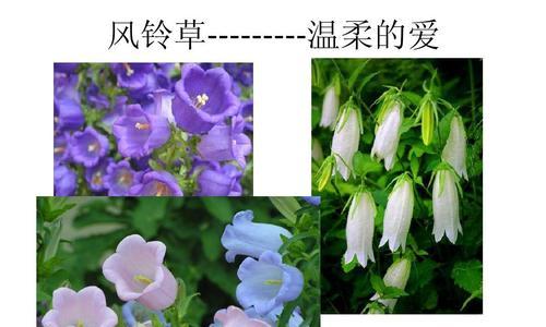 风铃草花语代表什么？如何正确理解风铃草的花语？