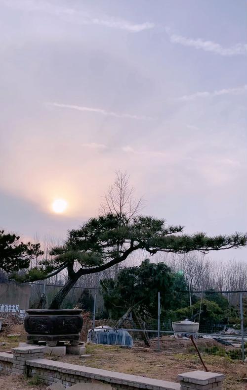 黑暗复仇的花语代表什么？它传递了怎样的信息？