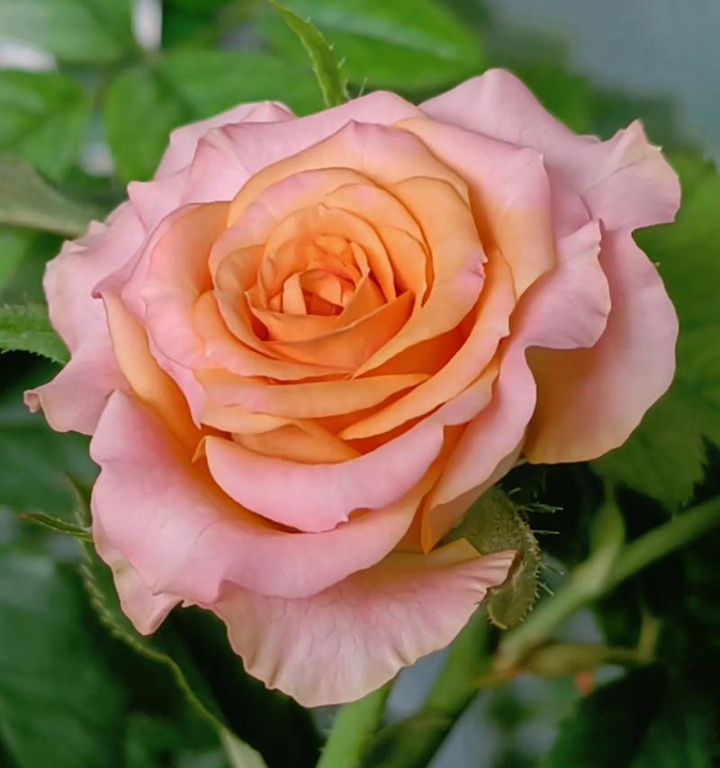 知秋月季的花语是什么呢？月季的花语有哪些含义？