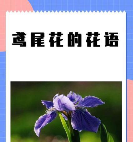 熏衣草下的花语有哪些？它传递了怎样的情感信息？