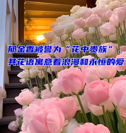 熏衣草下的花语有哪些？它传递了怎样的情感信息？