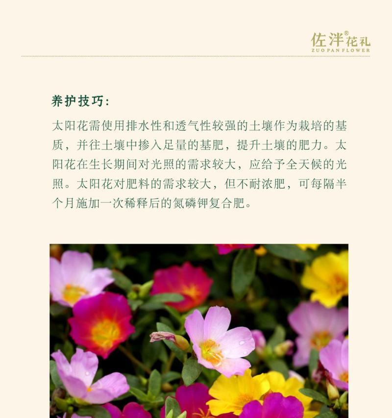 太阳花在表演中的花语是什么？