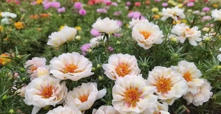 太阳花在表演中的花语是什么？
