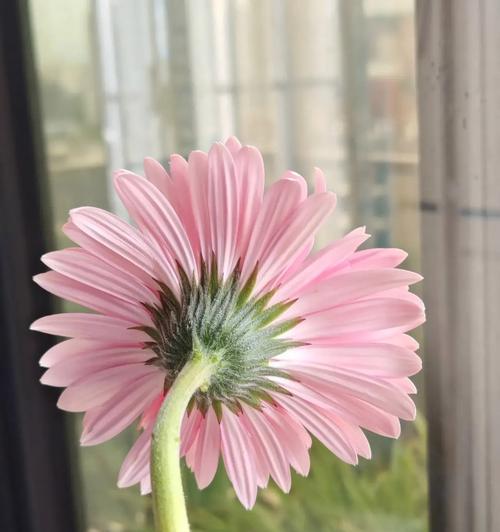太阳花在表演中的花语是什么？