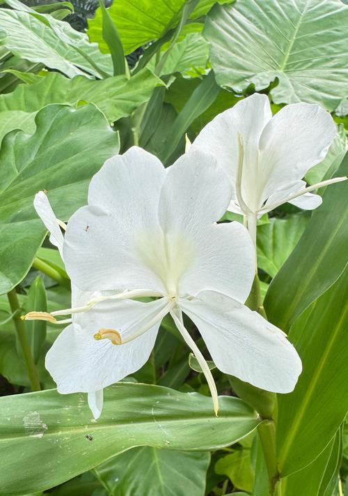 姜花的花语代表什么含义？