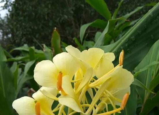 姜花的花语代表什么含义？