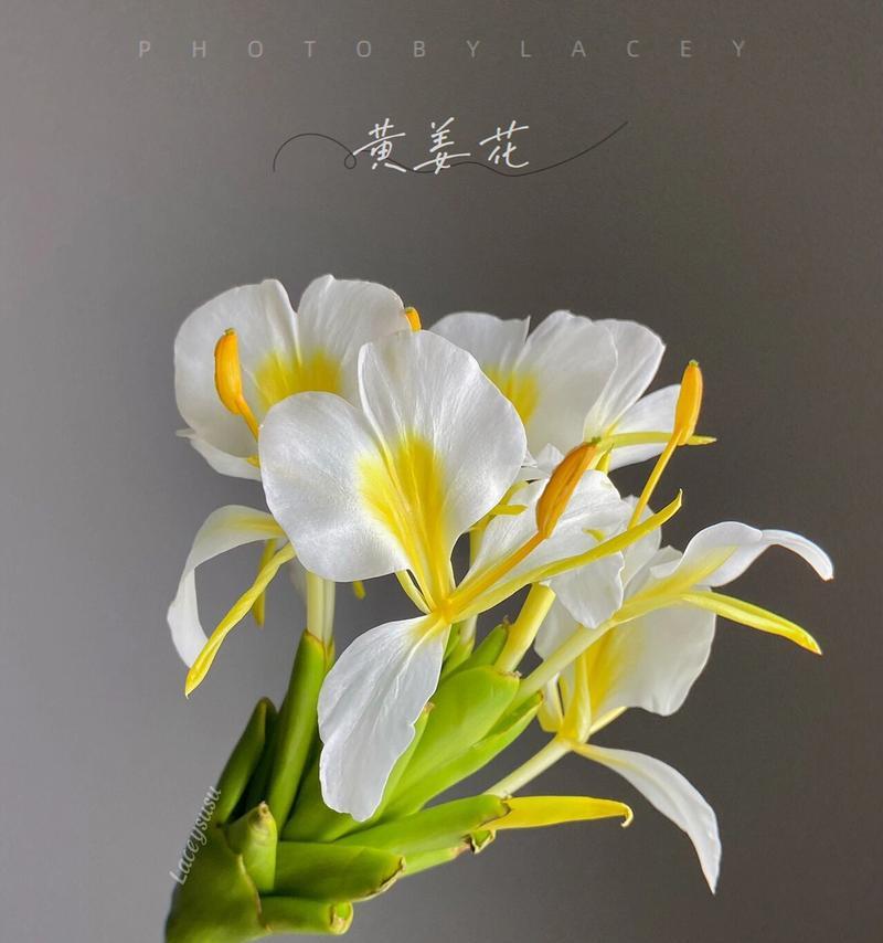 姜花的花语代表什么含义？