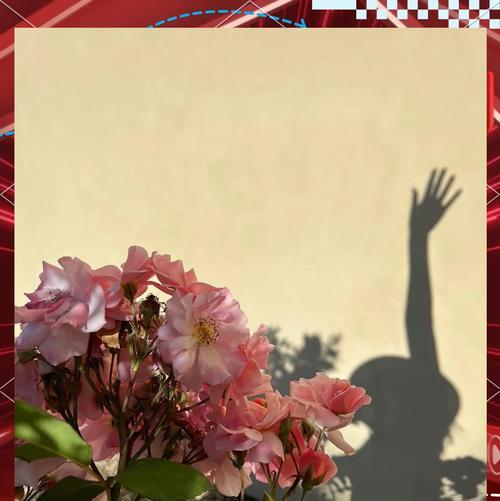 香奈儿花语有何特殊含义？