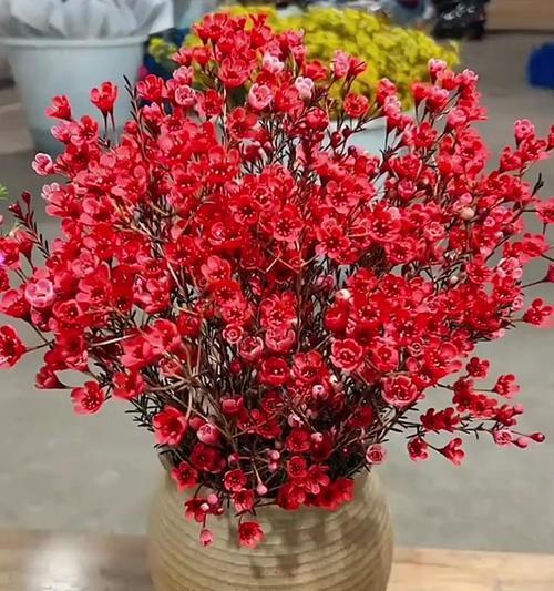 澳洲腊梅花语有哪些暗示？它们各自代表什么？