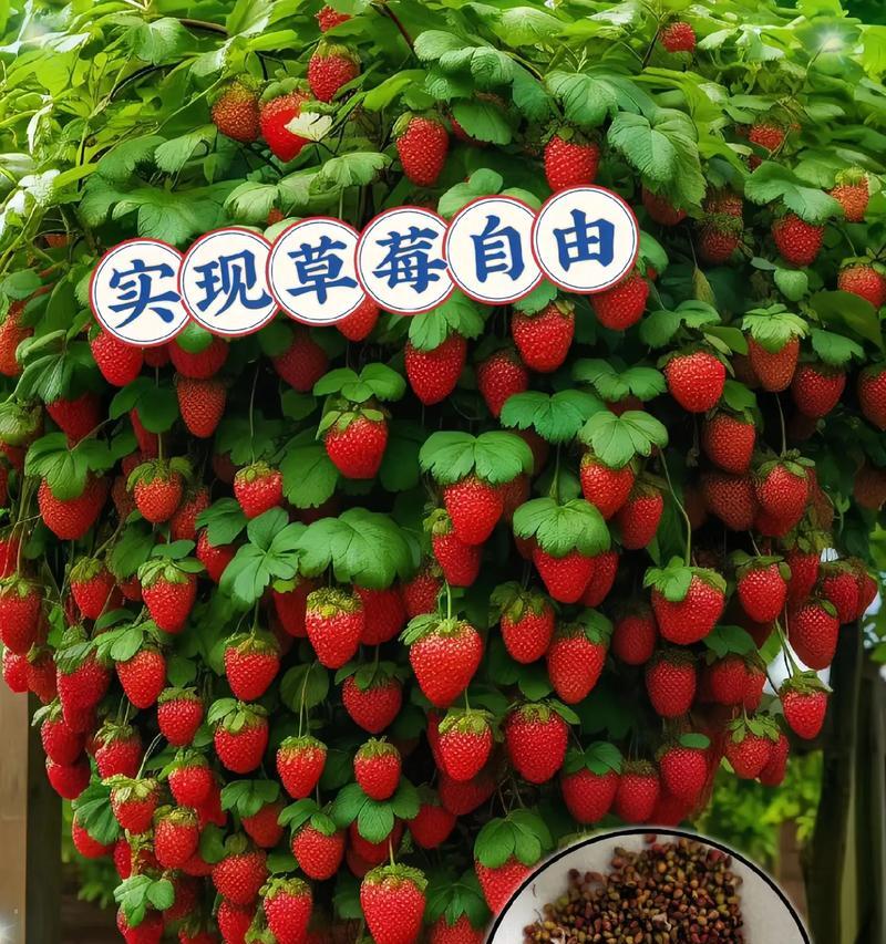 草莓的花语代表什么？草莓花语有何含义？