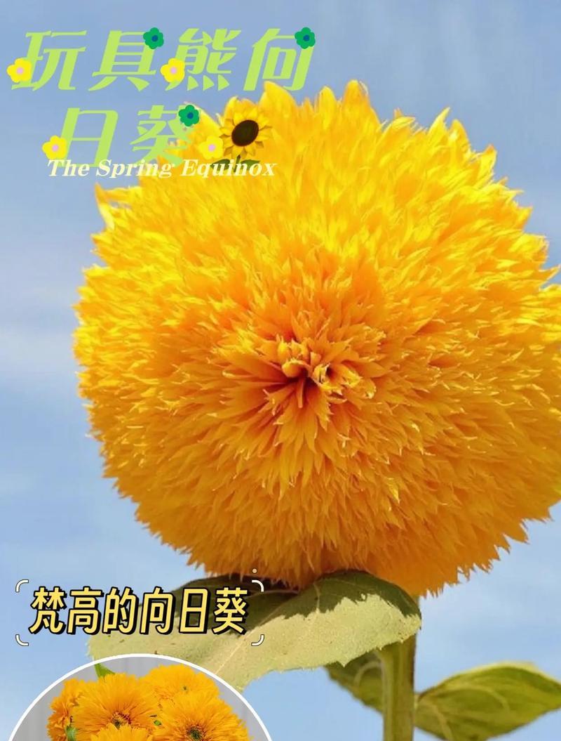 向日葵有哪些不同的花语品种？它们各自代表什么？