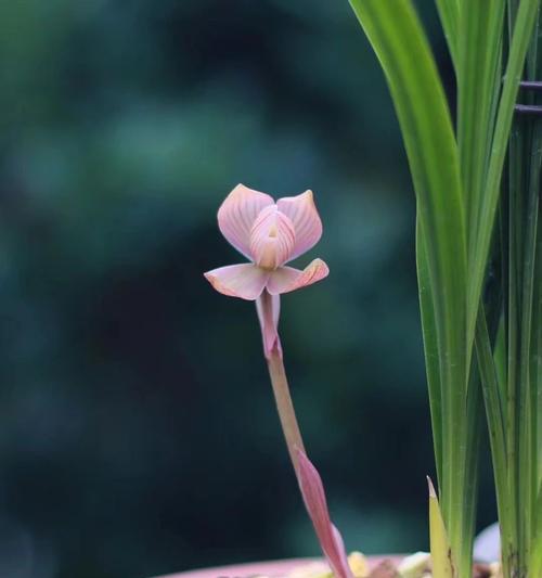 漓江兰花的花语含义是什么？漓江兰花代表什么花语？