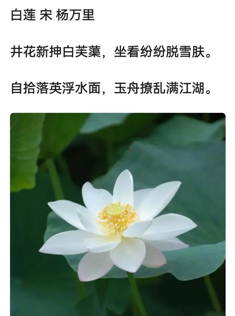 荷花手工打开的花语有何不同？荷花的花语有哪些？