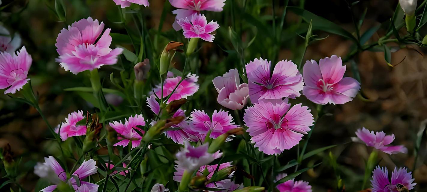 哪种花的花语代表守护？