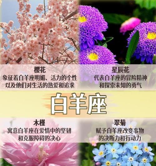 哪种花的花语代表守护？