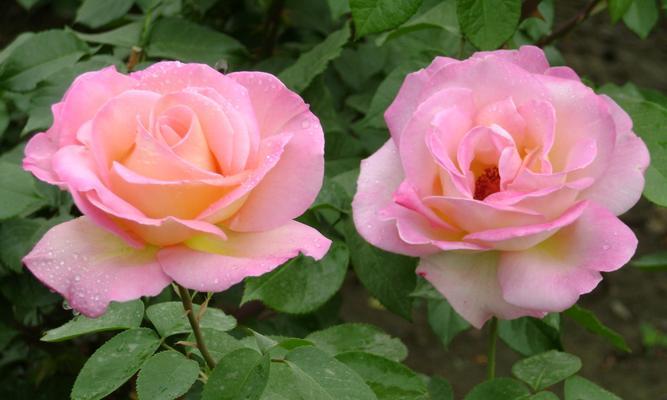 月季花语有哪些？它们各自代表什么？
