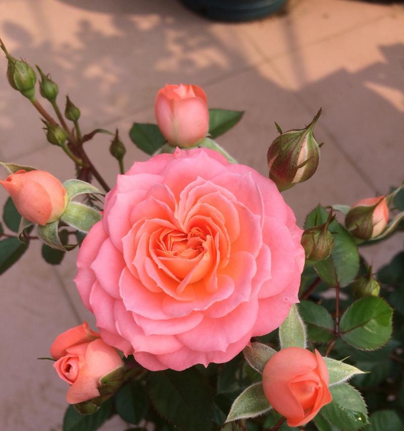 月季花语有哪些？它们各自代表什么？