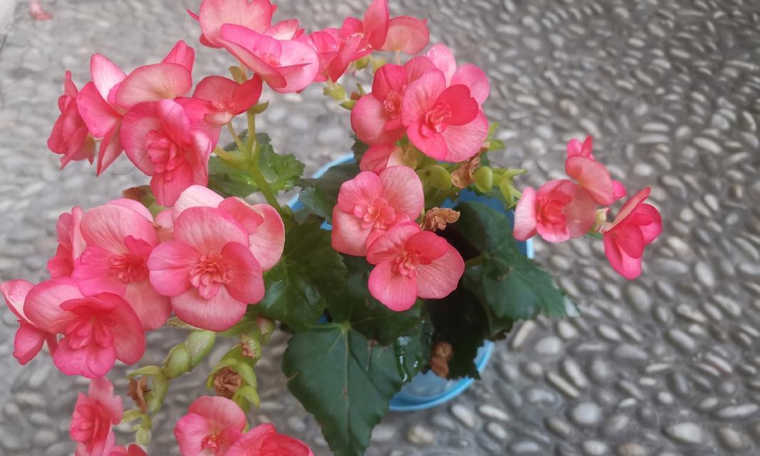 垂柳海棠的花语有何寓意？