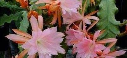 送给前任的花代表了什么情感？