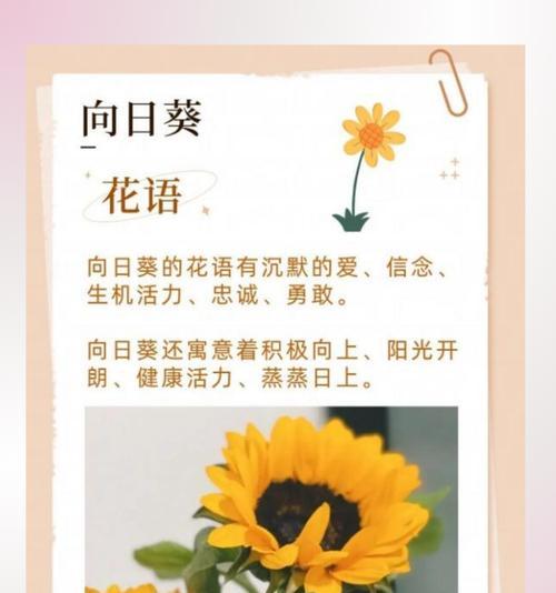 百合花传递的纯洁和爱意有哪些？