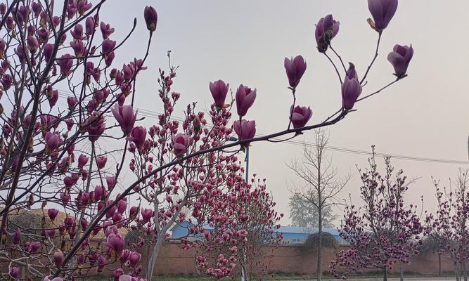 哪种花代表挽留友情？